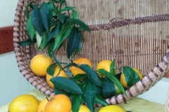 festa autunno 2019 SFH (6)